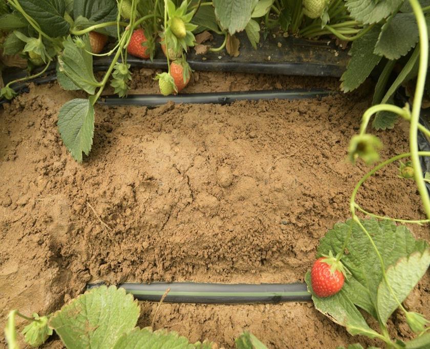 Tubo Gotejador Rivulis D1000 H 16/8 1,5l/h 20x20cm 1.000 Metros