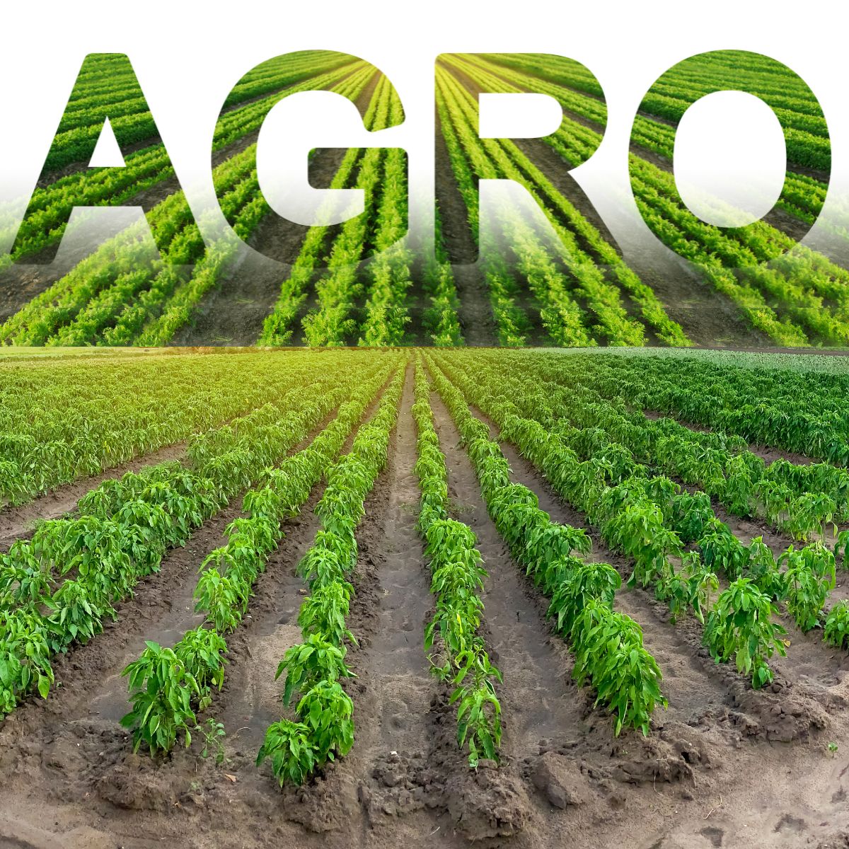 Projeto de irrigação - Elaboramos Seu Projeto de Irrigação agrícola