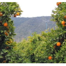 Aspersor Senninger Xcel Wobbler 1/2'''