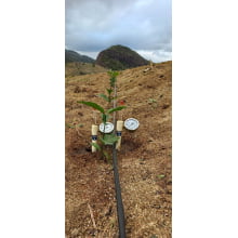 Tensiômetro 0-90 com Glicerina